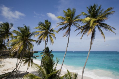 WEST INDIES, Barbados, St Philip, Coconut palm trees on the beach at Bottom Bay