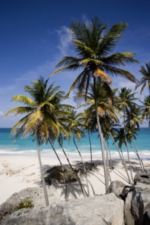 WEST INDIES, Barbados, St Philip, Coconut palm trees on the beach at Bottom Bay