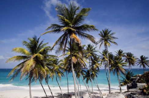 WEST INDIES, Barbados, St Philip, Coconut palm trees on the beach at Bottom Bay