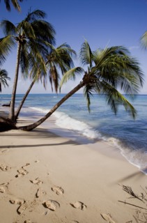 WEST INDIES, Barbados, St Peter, Coconut palm trees growing over the water at Turtle Beach
