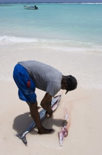 WEST INDIES, Barbados, Christ Church, Fisherman gutting a King Fish on Worthing Beach