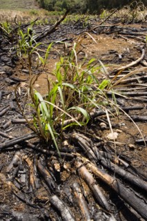 WEST INDIES, Barbados, St Peter, New sugar cane crop sprouting after harvest and burning of old