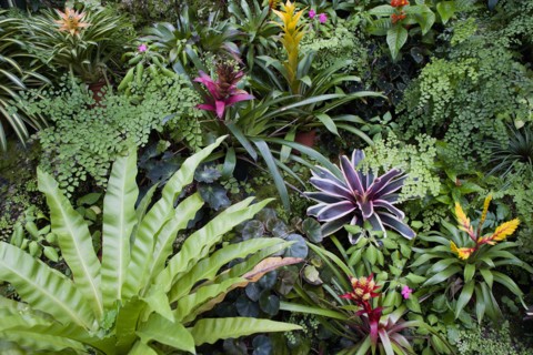 WEST INDIES, Barbados, St George, Francia plantation house greenhouse with tropical plants