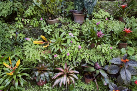 WEST INDIES, Barbados, St George, Francia plantation house greenhouse with tropical plants