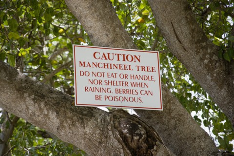 WEST INDIES, Barbados, St Thomas, Warning sign on a poisonous manchineel tree on the beach at Sandy