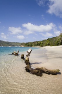 WEST INDIES, St Vincent & The Grenadines, Bequia, Driftwood on Princess Margaret beach