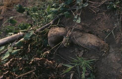 NIGERIA, Agriculture, Freshly dug yams.