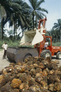 NIGERIA, Industry, Oil palm fruit arriving at processing plant.