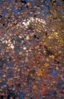 JAPAN, Honshu, Tokyo, "Kita Ku, the Kyu Furukawa gardens.  Autumn maple leaves floating in a