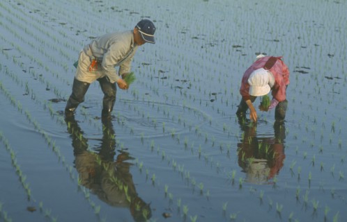 JAPAN, Chiba, Tako, Couple planting rice seedlings in paddy by hand.