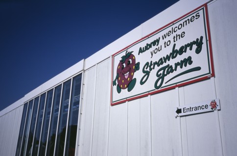 UNITED KINGDOM, Channel Islands, Guernsey, "St Saviours, La Rue Des Issues. Strawberry Farm sign at