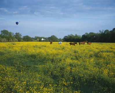 ENGLAND, Oxford, Horses in a field of yellow flowers and three hot air baloons in the distance