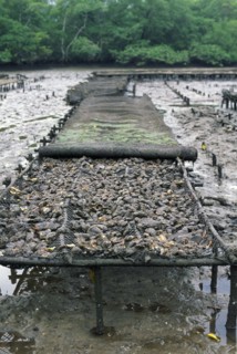 BRAZIL, Cananea, Oyster fattening beds.