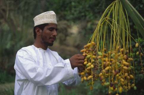 OMAN, Sur, Omani man collecting dates.