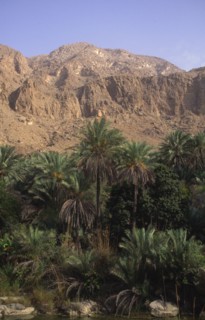 OMAN, Tiwi, "Wadi, an area of natural water in the desert, palm trees and a mountain in the