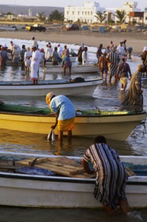 OMAN, Sur, Fishermen bringing freshly caught fish to shore.