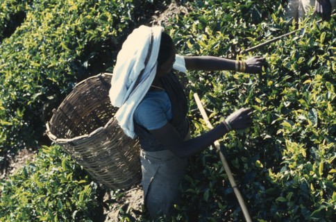 SRI LANKA, Agriculture, "Tamil women working in tea plantation, handpicking leaves to be placed in