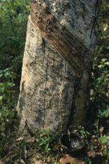 SRI LANKA, Agriculture, Rubber tapping.