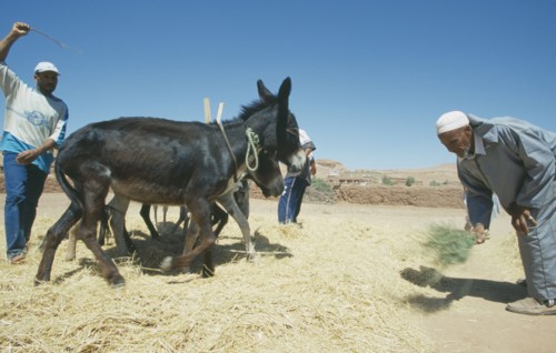 MOROCCO, Ait Benhaddou, Team of donkeys used to thresh harvested wheat.
