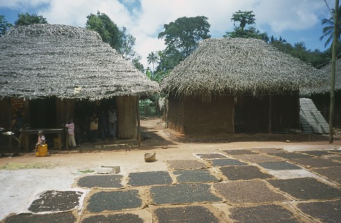 TANZANIA, Zanzibar Island, "Cloves, spices, spread out in the sun to dry. Children standing in a