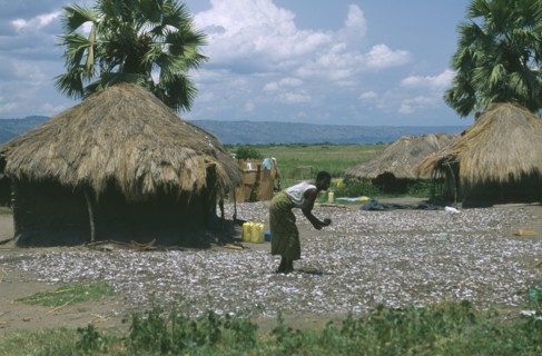 UGANDA, Lake Albert, Small fish outside drying in traditional mud hut straw village. Woman sorting