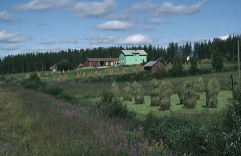 FINLAND, Lapland, Traditional agricultural landscape with small hayricks and wooden farm buildings.