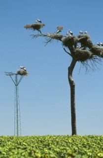 SPAIN, Andalucia, Cadiz, Several pairs of storks nesting high up in a tree.