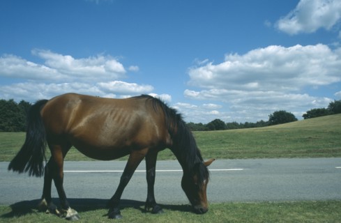 ENGLAND, Hampshire, Lyndhurst, New Forest Pony grazing on grass next to road side.