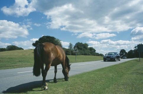 ENGLAND, Hampshire, Lyndhurst, New Forest Pony grazing on grass next to road side with car