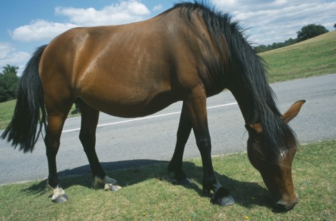 ENGLAND, Hampshire, Lyndhurst, New Forest Pony grazing on grass next to road side.