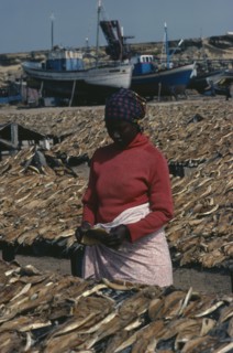 ANGOLA, Industry, Fish, Woman laying out fish to dry with line of moored fishing boats behind.