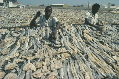 ANGOLA, Mocamedes, Laying out fish to dry on metal racks.