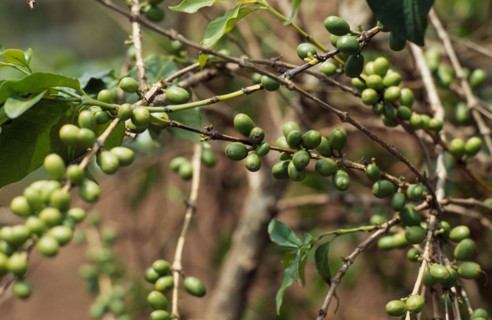 BURUNDI, Kirundo Province, Coffee growing near the border with Rwanda.  Principal cash crop of