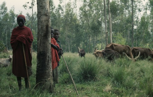 BURUNDI, Tribal People, Hutu children and cattle herd.