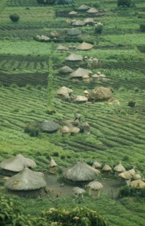RWANDA, Farmland, Small thatched farmsteads and cultivated land.