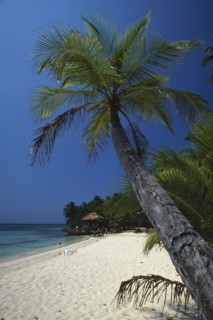 HONDURAS, Bay Islands, Roatan, Sandy beach and palm tree at West Bay with thatched beach hut and