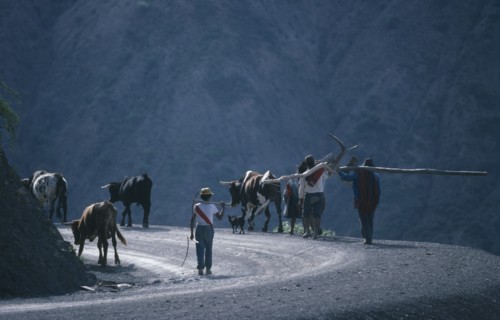 20072677 BOLIVIA Potosi Agriculture Farming family with livestock and plough returning home after days work.