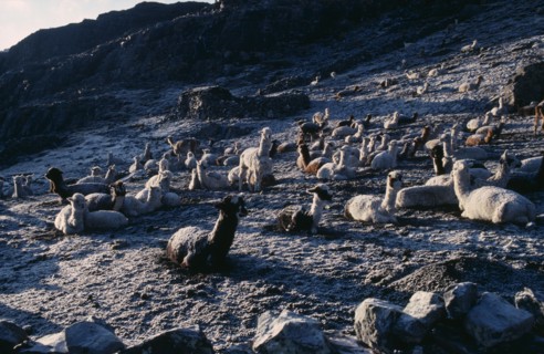 BOLIVIA, La Paz, Cordillera Apolobamba, Pelechuco Pass.  Llamas in pasture camp at dawn in light