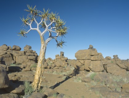 NAMIBIA, Giants Playground,  Rock formations and Quiver trees