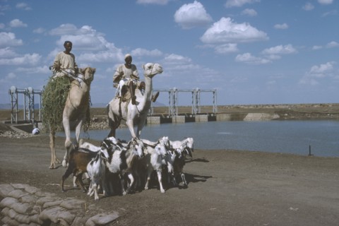 SUDAN, Agriculture, Camel riders with goat herd passing the Rahad Dam.