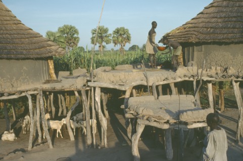 SUDAN, People, Two Dinka dwellings raised on tree trunks to survive heavy rain during the wet