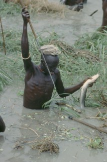 SUDAN, People, Dinka tribesman catching fish with barbed fishing spear.
