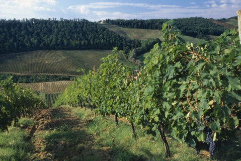 ITALY, Tuscany, San Gimignano, Landscape with vineyards and sloping fields.