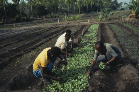MOZAMBIQUE, Salela Swamp, UNFAO agricultural project to replant swamp.  Thinning out cabbage