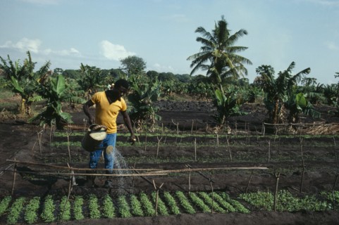 MOZAMBIQUE, Salela Swamp, UNFAO agricultural project to replant swamp.  Watering cabbage seedlings.