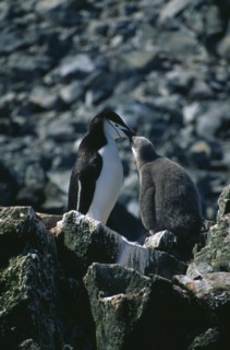 ANTARCTICA, South Shetland Islands, Half Moon Islands. An adult chinstrap penguin feeding its chick