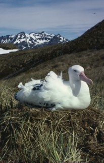ANTARCTICA, South Georgia, Albatross Island, An albatross sat on the grass with snow peaked hills