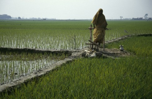 BANGLADESH, Agriculture, Peddle powered irrigation.  Woman using a treadle pump.