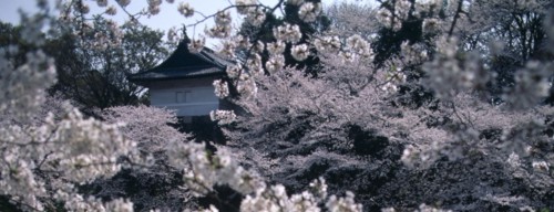 JAPAN, Honshu, Tokyo, Chidorigafuchi Park. Panoramic view of cherry blossom at Tayasu-mon gate on