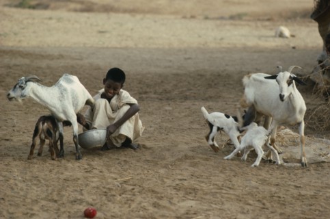 SUDAN, Farming, Boy from the Beni Amar tribe milking nanny goat while kid tries to suckle.